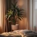 Bedroom Plants for Corner Decor