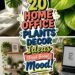 mood boosting home office plants