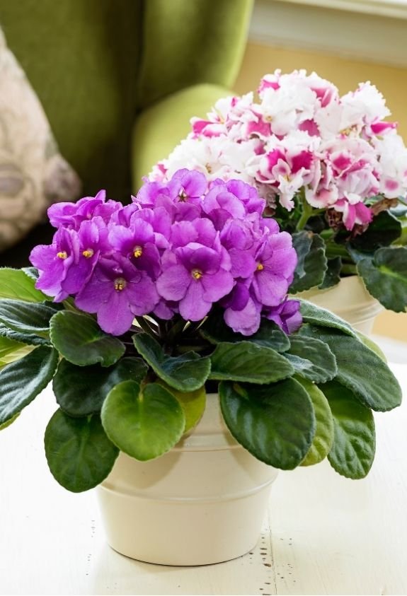 African Violet