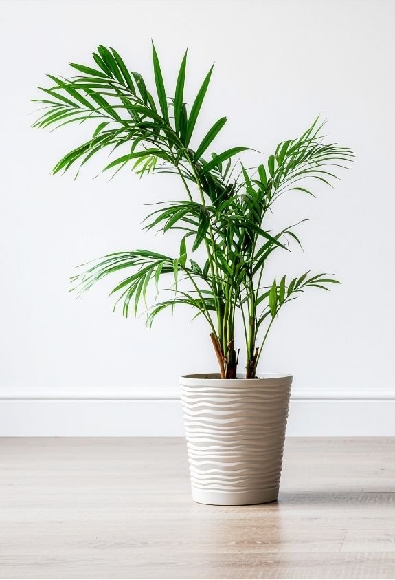Parlor Palm