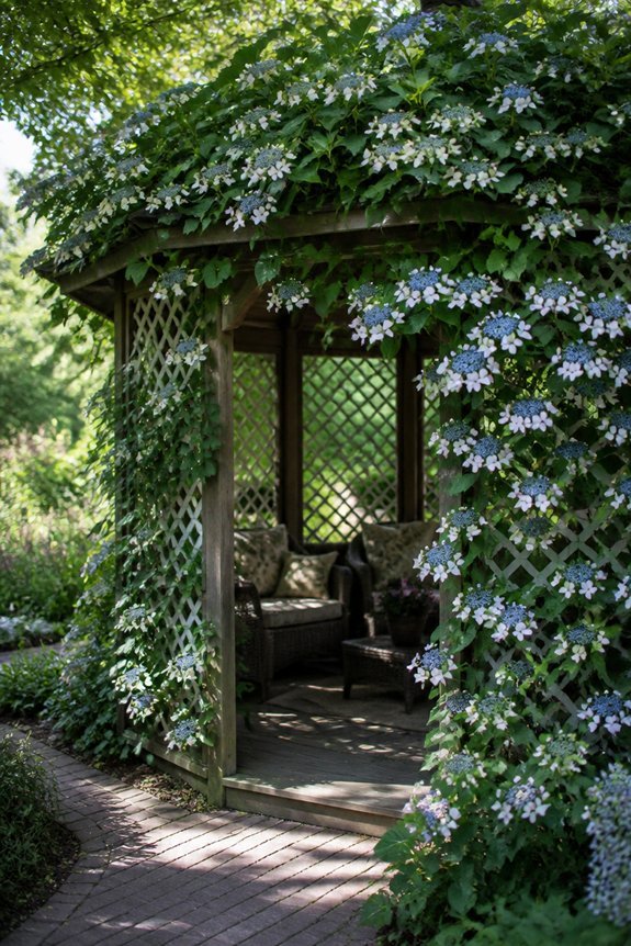 climbing hydrangeas for shade