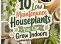 easy indoor greenery options