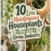 easy indoor greenery options