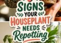 repotting signs for houseplants