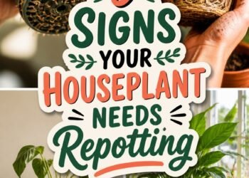 repotting signs for houseplants