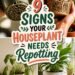 repotting signs for houseplants