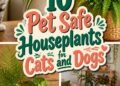 safe houseplants for pets