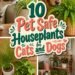 safe houseplants for pets