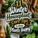 winter plant care essentials