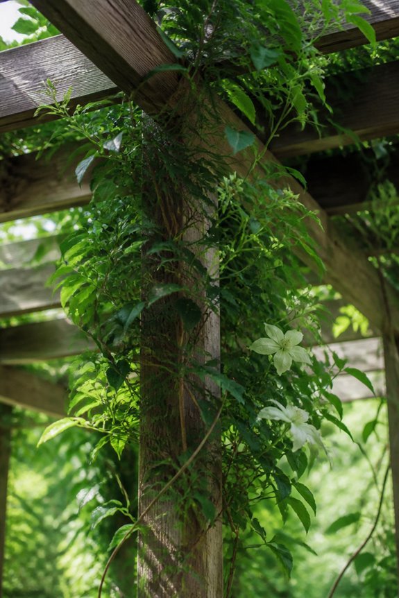 climbing plants create shade